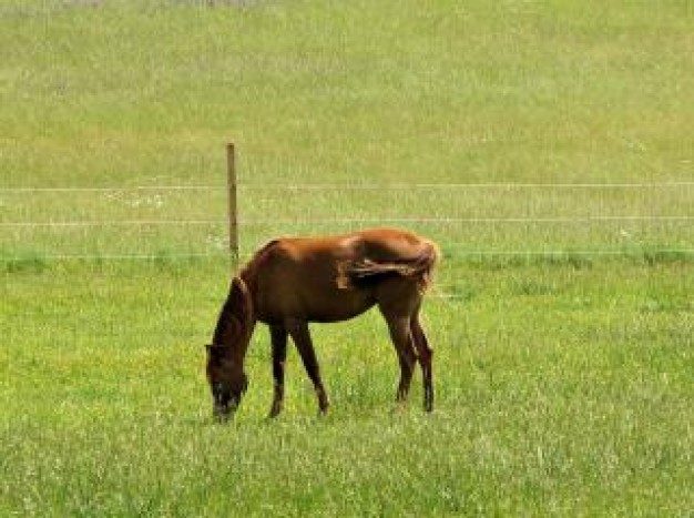 Gurkha horse Health animal eating about Hunger strike Horse